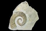 Cretaceous Ammonite (Crioceratites) Fossil - France #153148-1